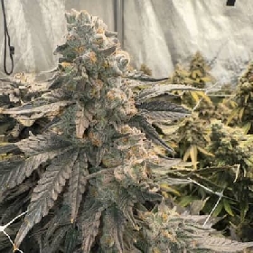 Johnny 4 Scoops > Elev8 Seeds